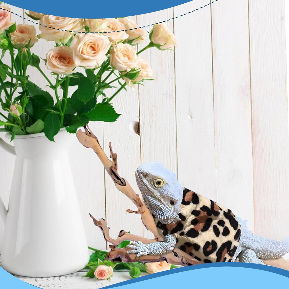 Hokable bearded dragon party outfit in natural lighting