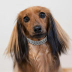 TVTOO silver metal pet necklace showing the smooth inner surface for comfort