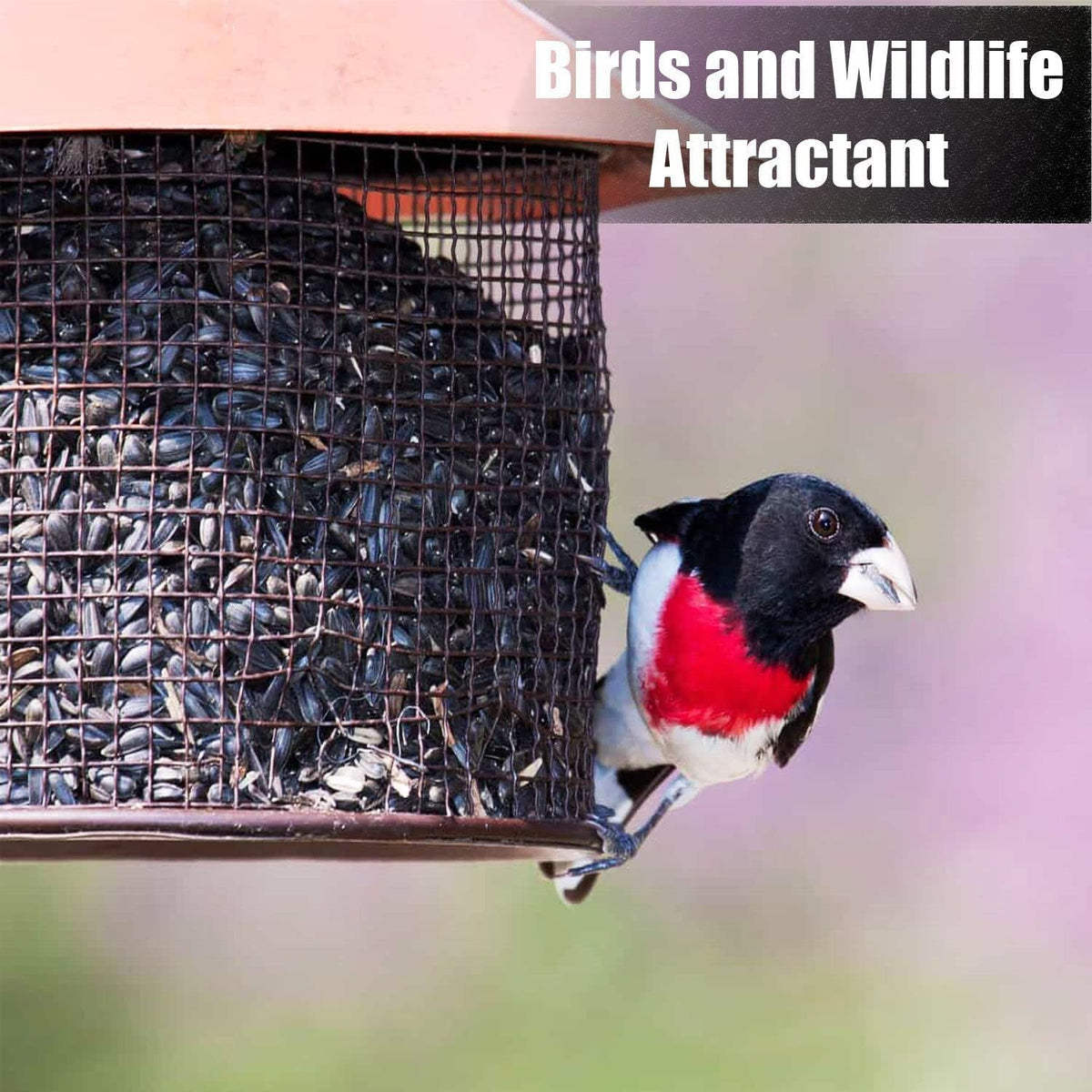 Bird feeder filled with Old Potters black oil sunflower seeds