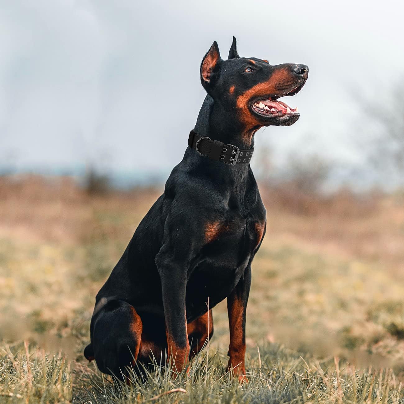 Periflowin dog collar with metal D-ring attachment