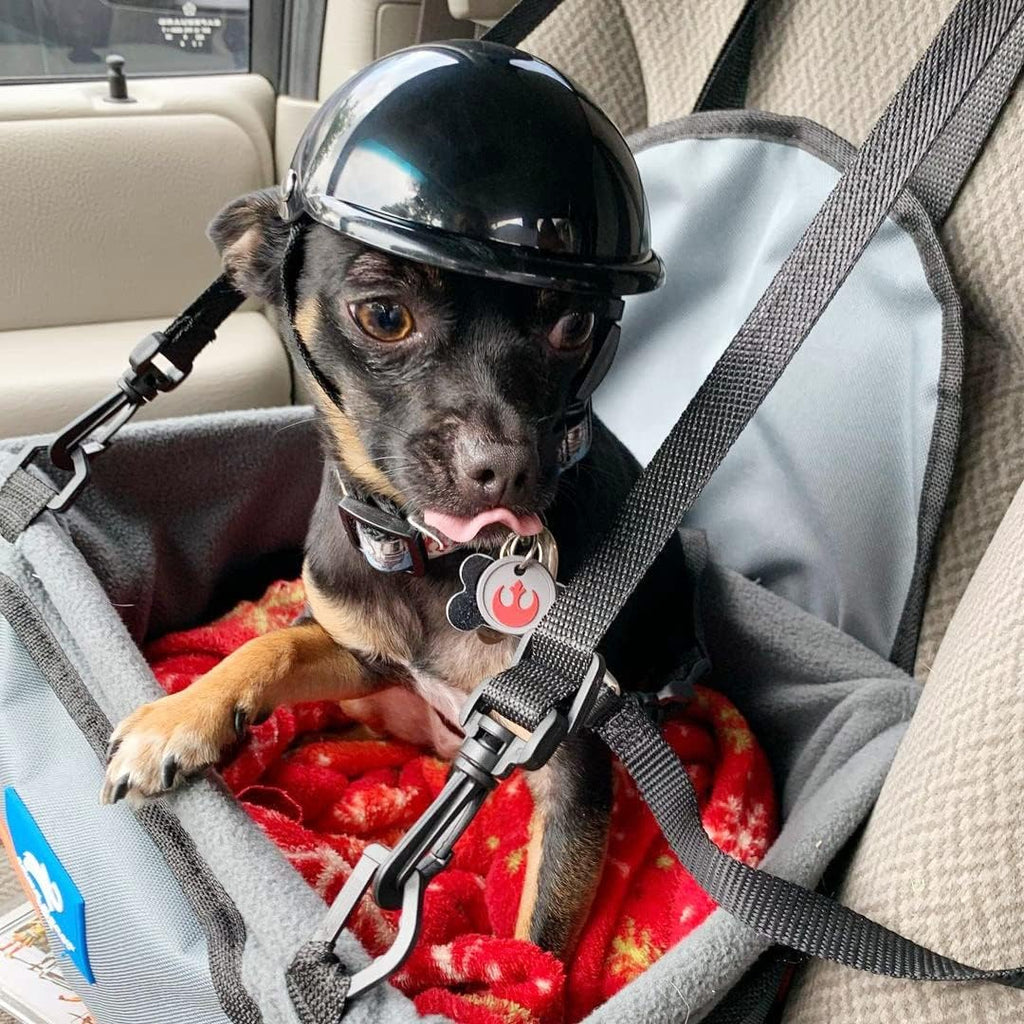 Rear view of small pet helmet for motorcycles