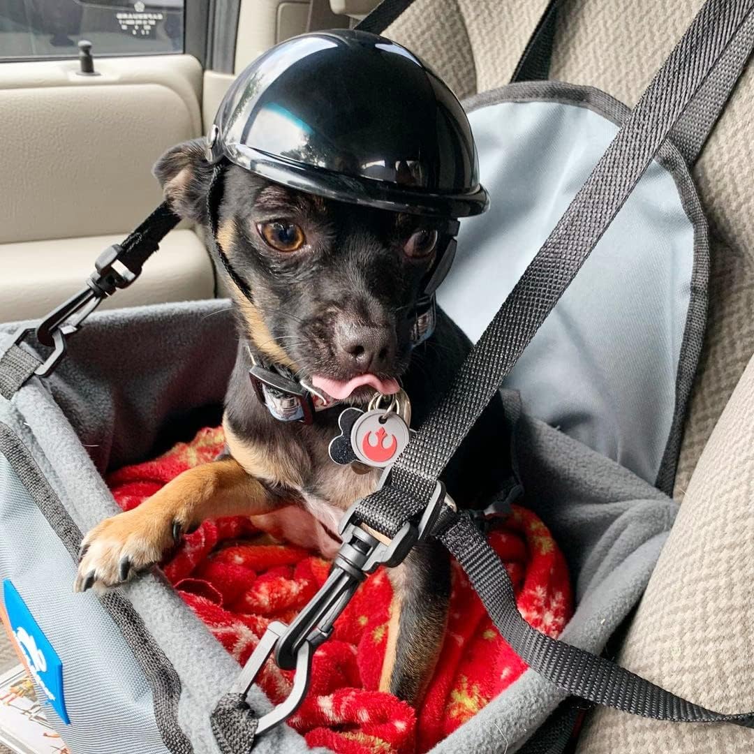 Rear view of small pet helmet for motorcycles