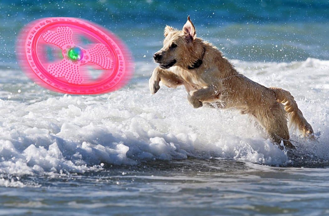 Wandrola LED dog toy floating on water surface
