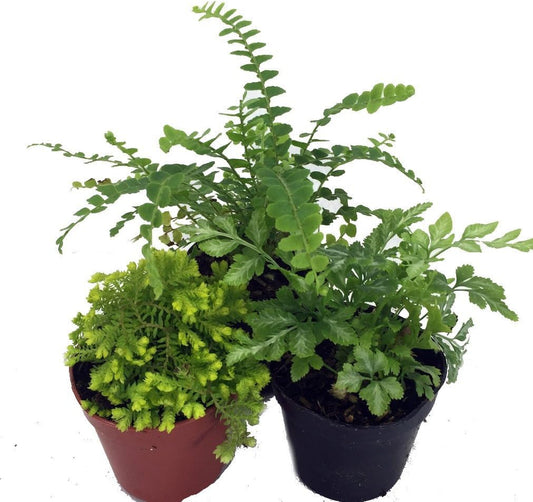 Hirt's Gardens three mini ferns for terrariums front view