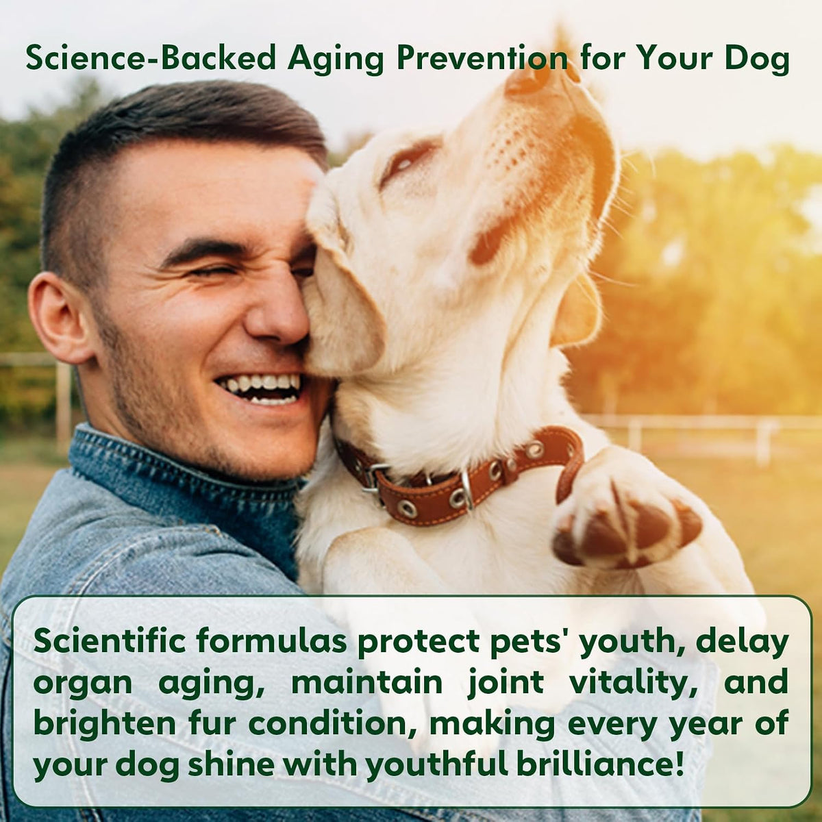Nutridog cellular health and longevity soft chews container emphasizing omega three and coenzyme Q10 formulation for older pets