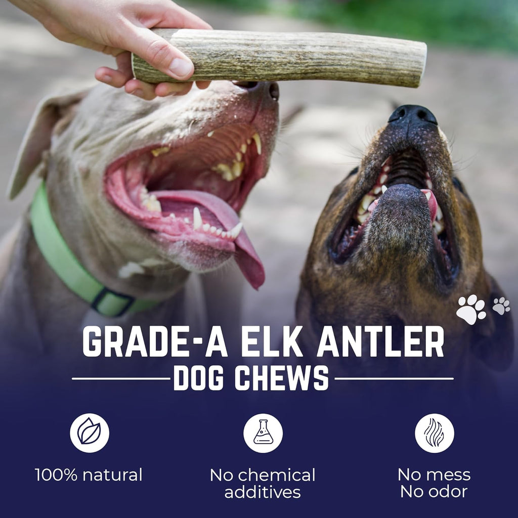 Devil Dog Pet Co natural antler bone for aggressive chewers premium grade product close up