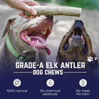 Devil Dog Pet Co natural antler bone for aggressive chewers premium grade product close up
