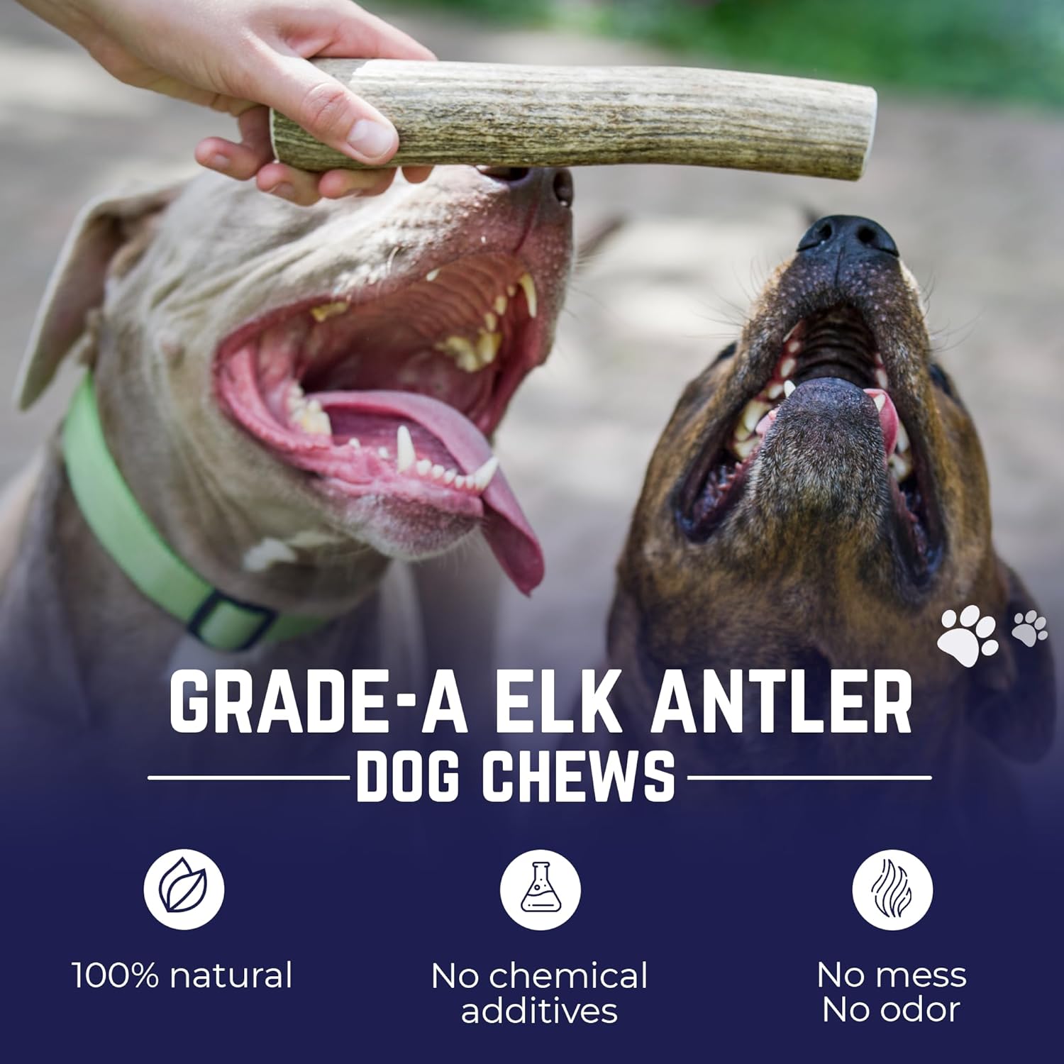 Devil Dog Pet Co natural antler bone for aggressive chewers premium grade product close up