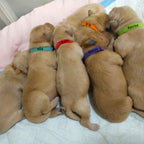 Measuring the 35 centimeter length of puppy whelping collars