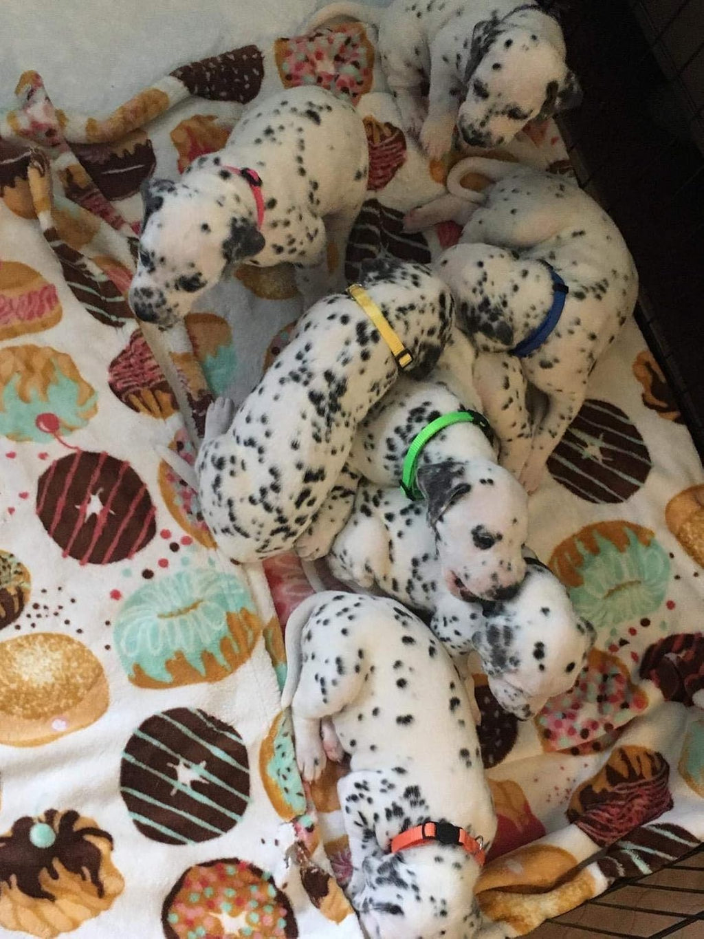 GAMUDA soft nylon litter collar for newborns