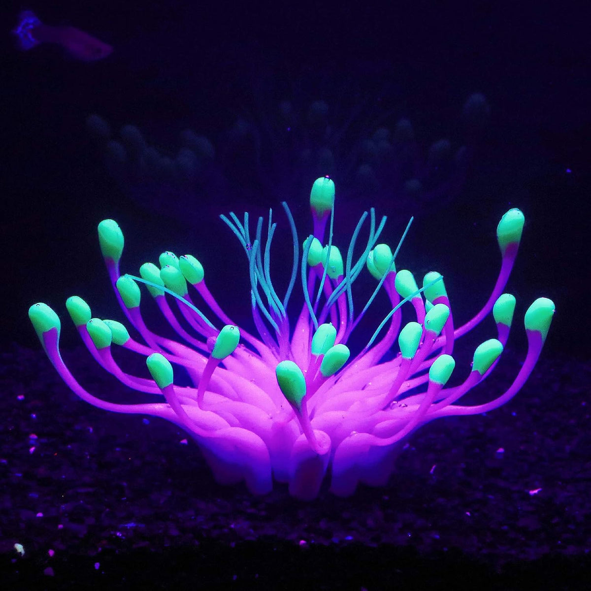Bluecoco glowing equinox flower coral purple front view