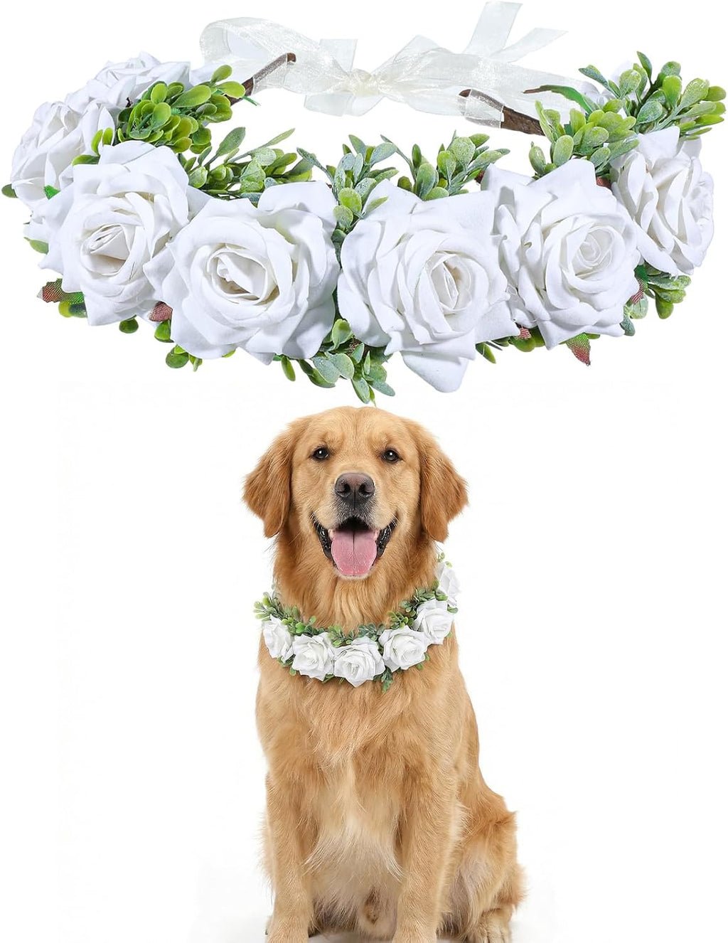 Quilax dog wedding flower collar front view featuring white roses and green leaves on a golden retriever.