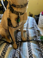 Escape proof pet safety clip attached to a martingale collar and harness setup