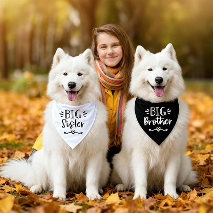 Medium sized golden retriever puppy wearing a black gender reveal scarf.