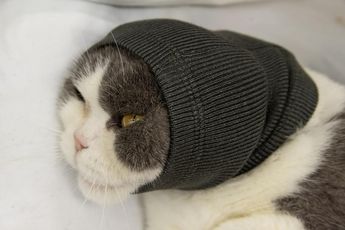 Pet wearing DDFS soothing hoodie for noise reduction