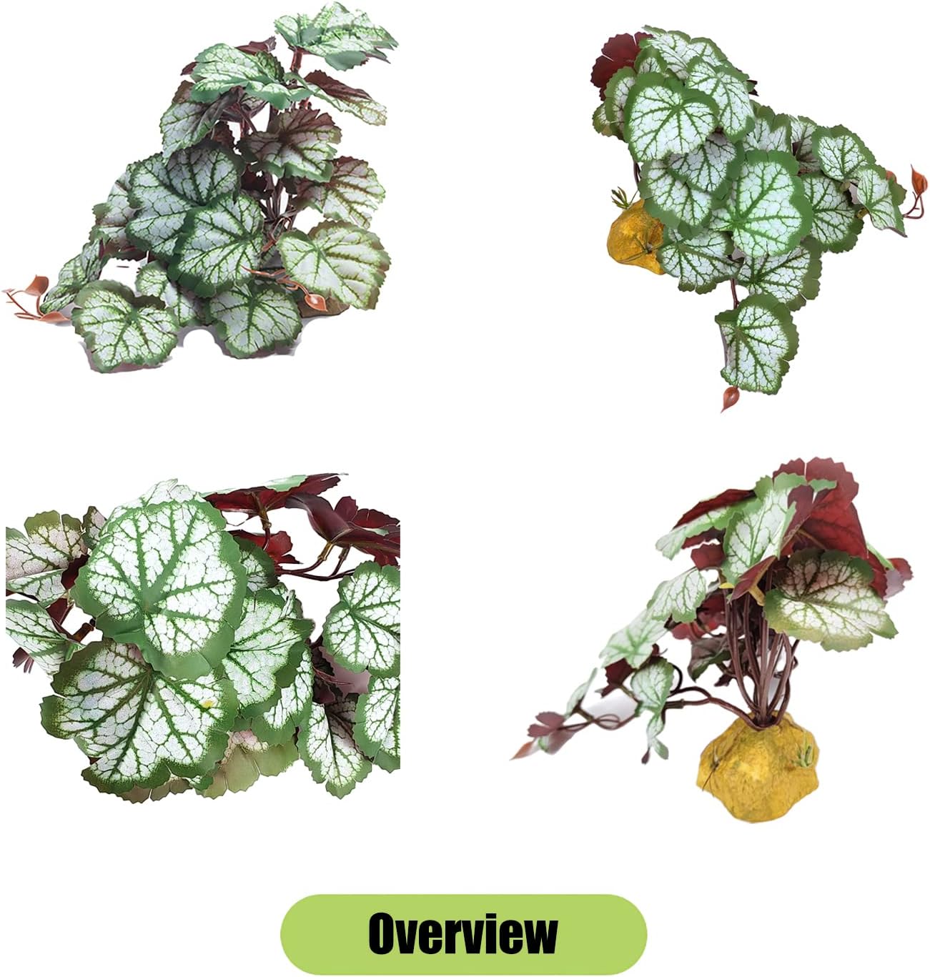 Woyrise reptile plant with flexible branches inside a glass terrarium