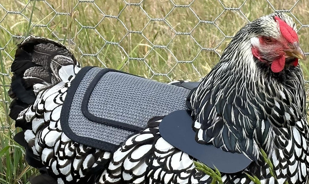 Adjustable strap system showing how to secure the saddle on a hen.