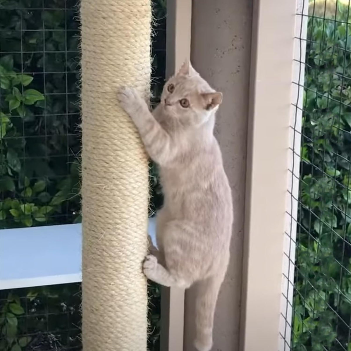 Instructions on using 164ft sisal rope for cat tree renovation