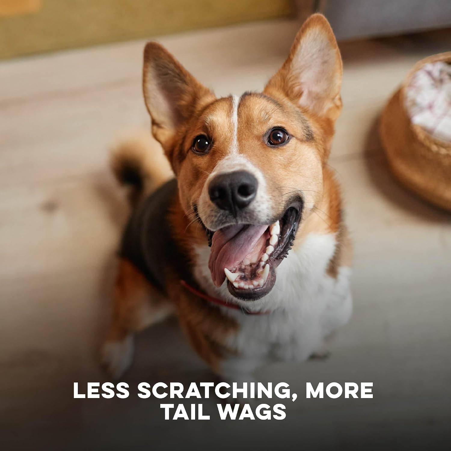 Holistic pet care supplement for canine skin allergy and welt relief.