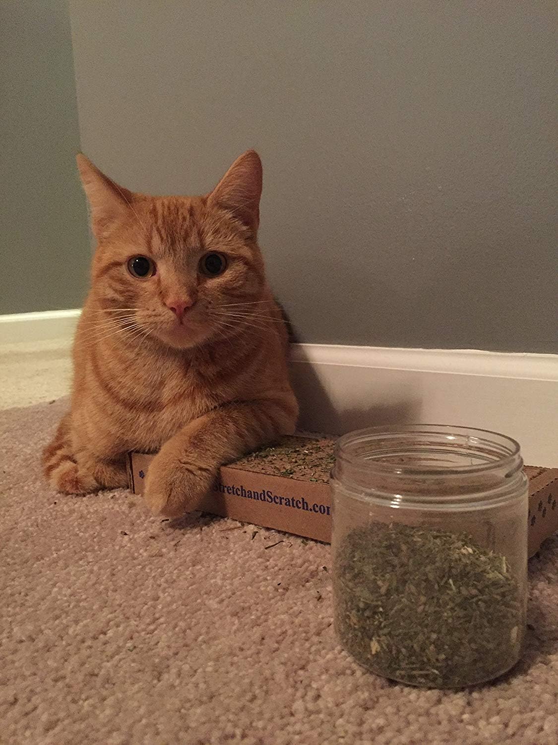 Catnip, Premium Blend Safe for Cats, Infused with Maximum Potency Your Kitty is Sure to Go Crazy for (1 Cup) - Image 9