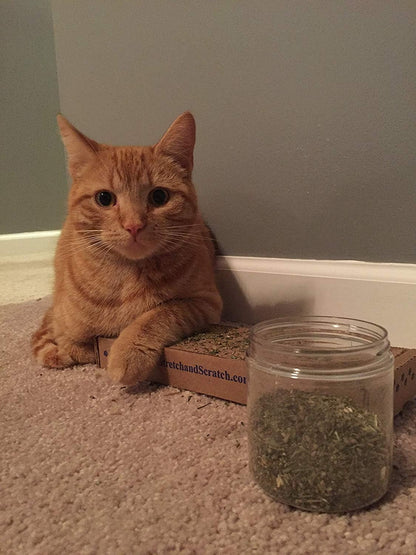 Catnip, Premium Blend Safe for Cats, Infused with Maximum Potency Your Kitty is Sure to Go Crazy for (1 Cup) - Image 9