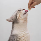 Open Farm freeze dried raw cat treats grain free high protein formula close up
