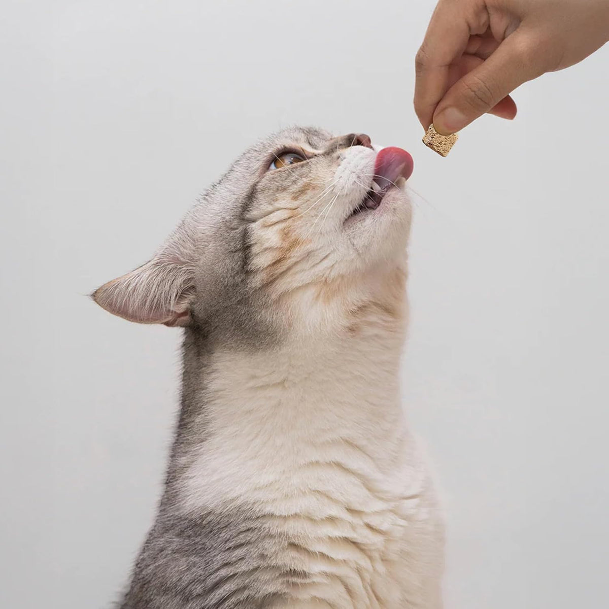 Open Farm freeze dried raw cat treats grain free high protein formula close up