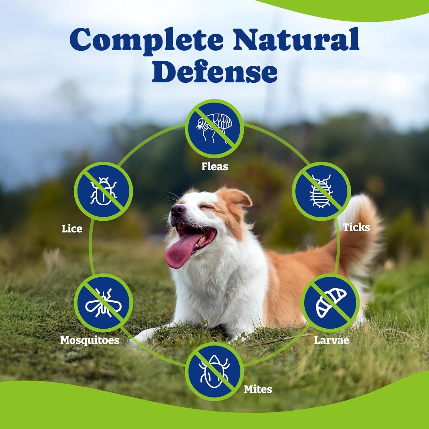YoYoBay natural defense dog supplement for immune skin and coat health