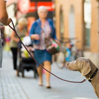 Rustproof brass hardware attachment on the brown QUMY dog leash