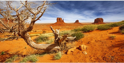 AWERT reptile habitat background orange desert terrarium front view