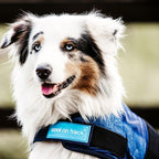 Back on Track dog cooling vest on a large dog breed