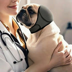 Dog wearing gray waterproof ear wrap during a swimming session
