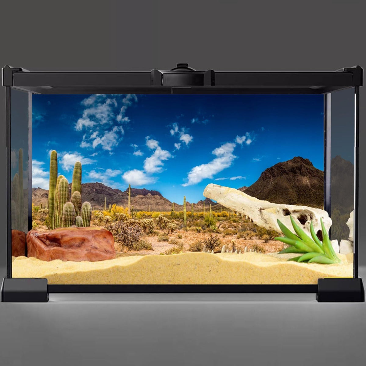 Awert reptile habitat background front view