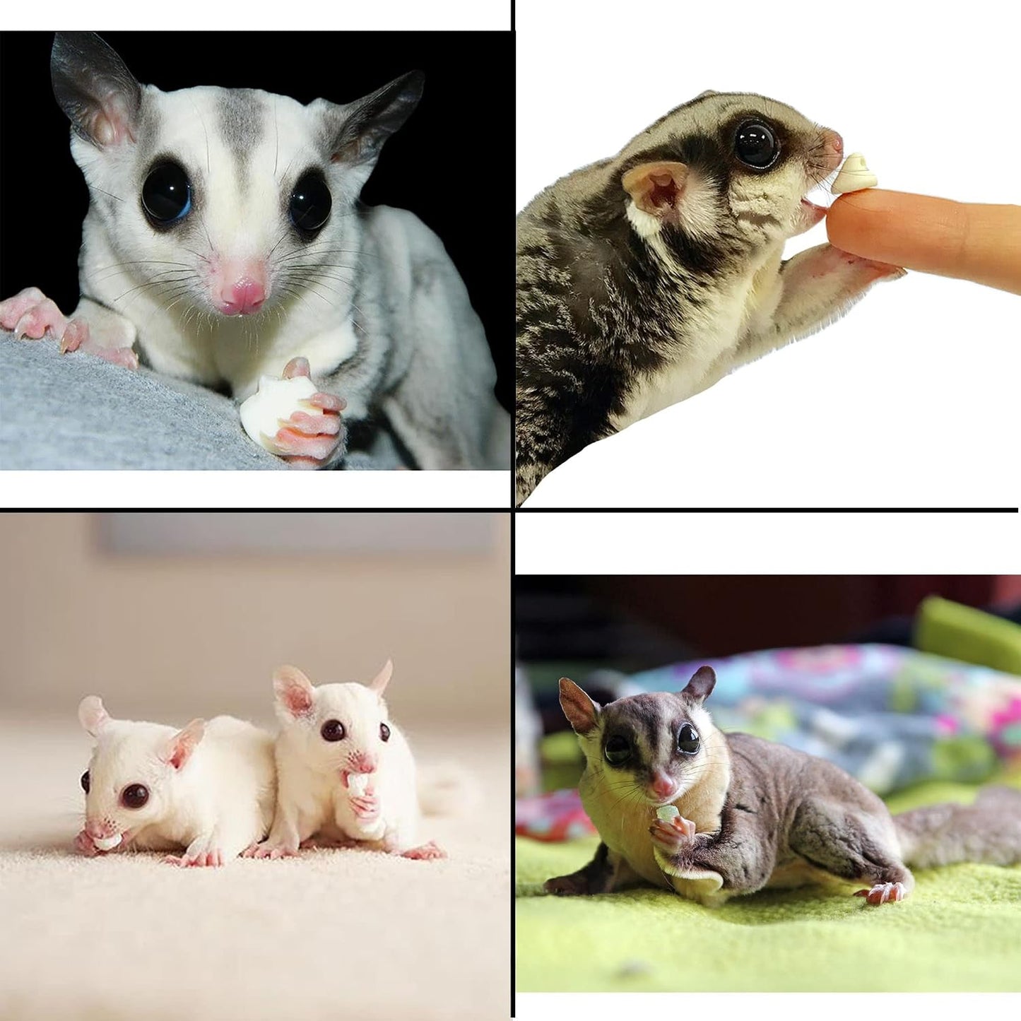 Nutritious high protein low fat small mammal treat drops