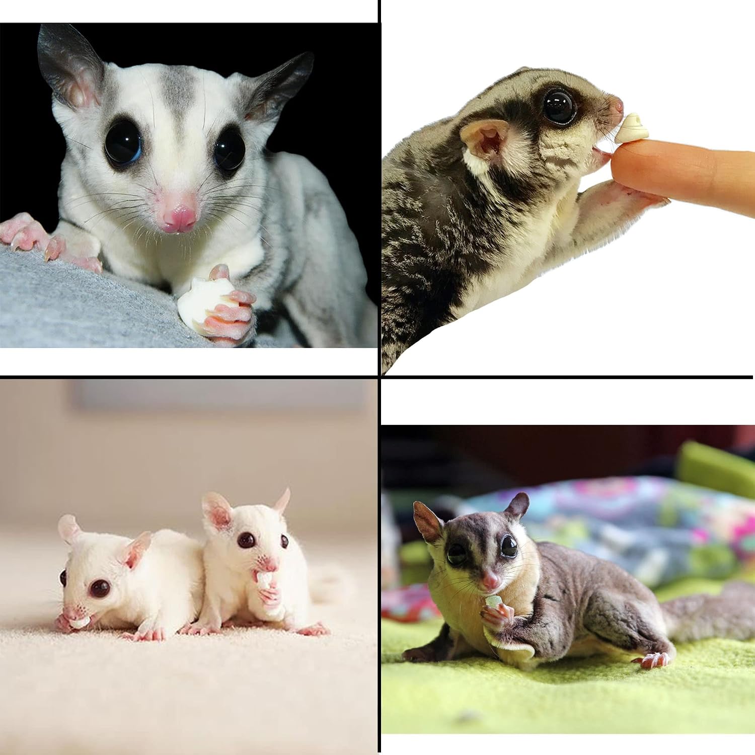 Nutritious high protein low fat small mammal treat drops