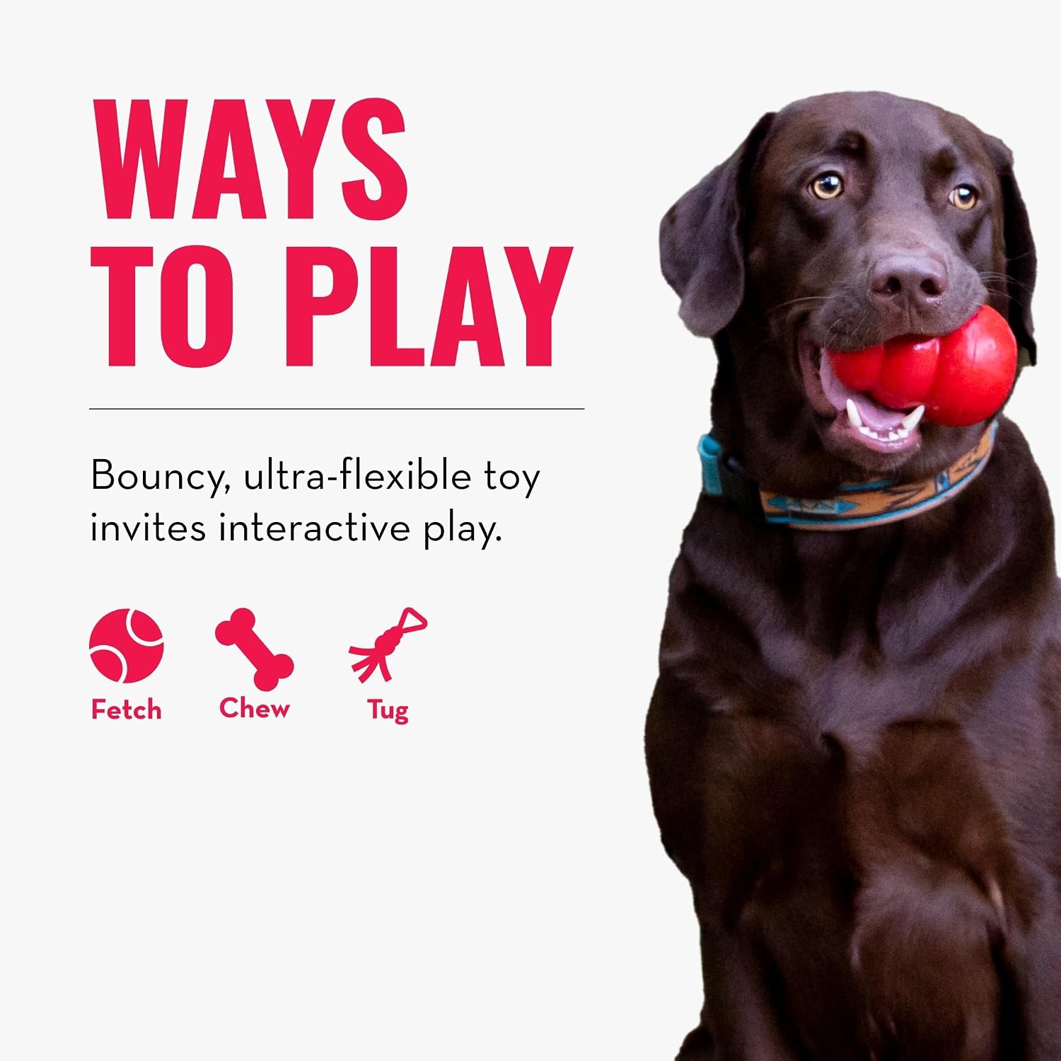 Dog playing with KONG Reflex Flyer in park