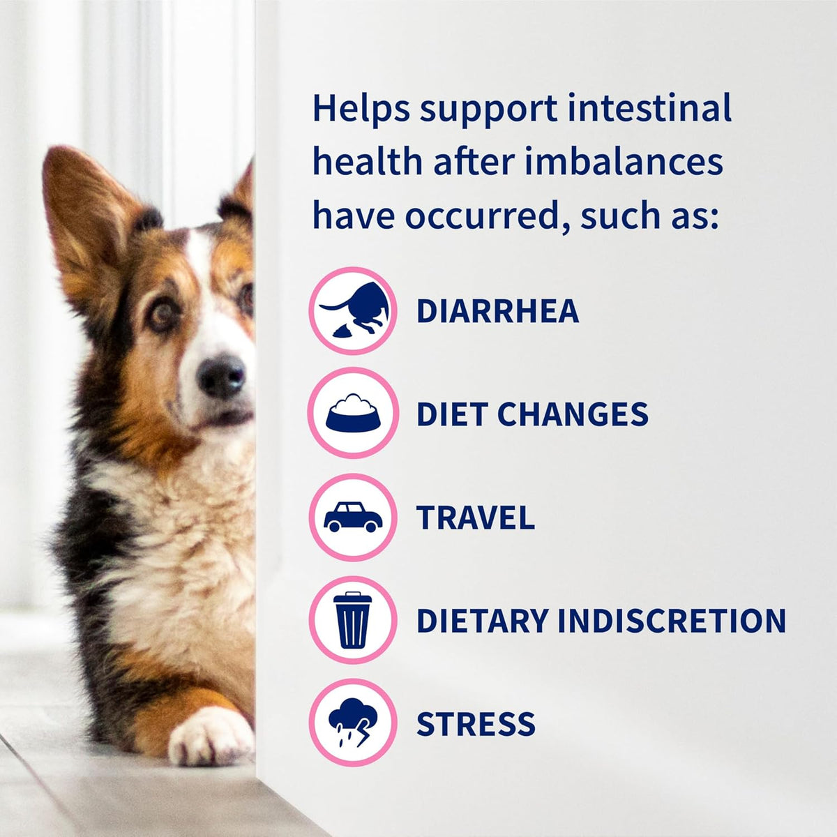 Nutramax Proviable authentic USA imported pet gut health capsule pack