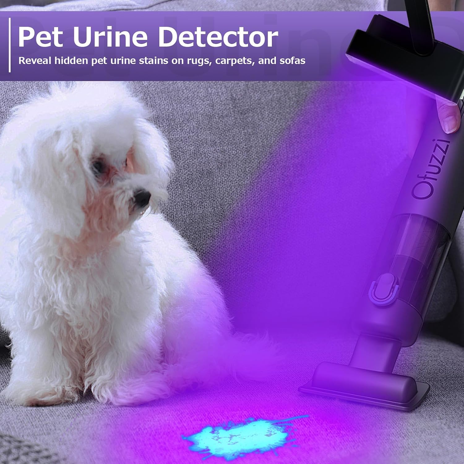 Benss 60W UV torch detecting dried pet urine stains on a living room carpet.