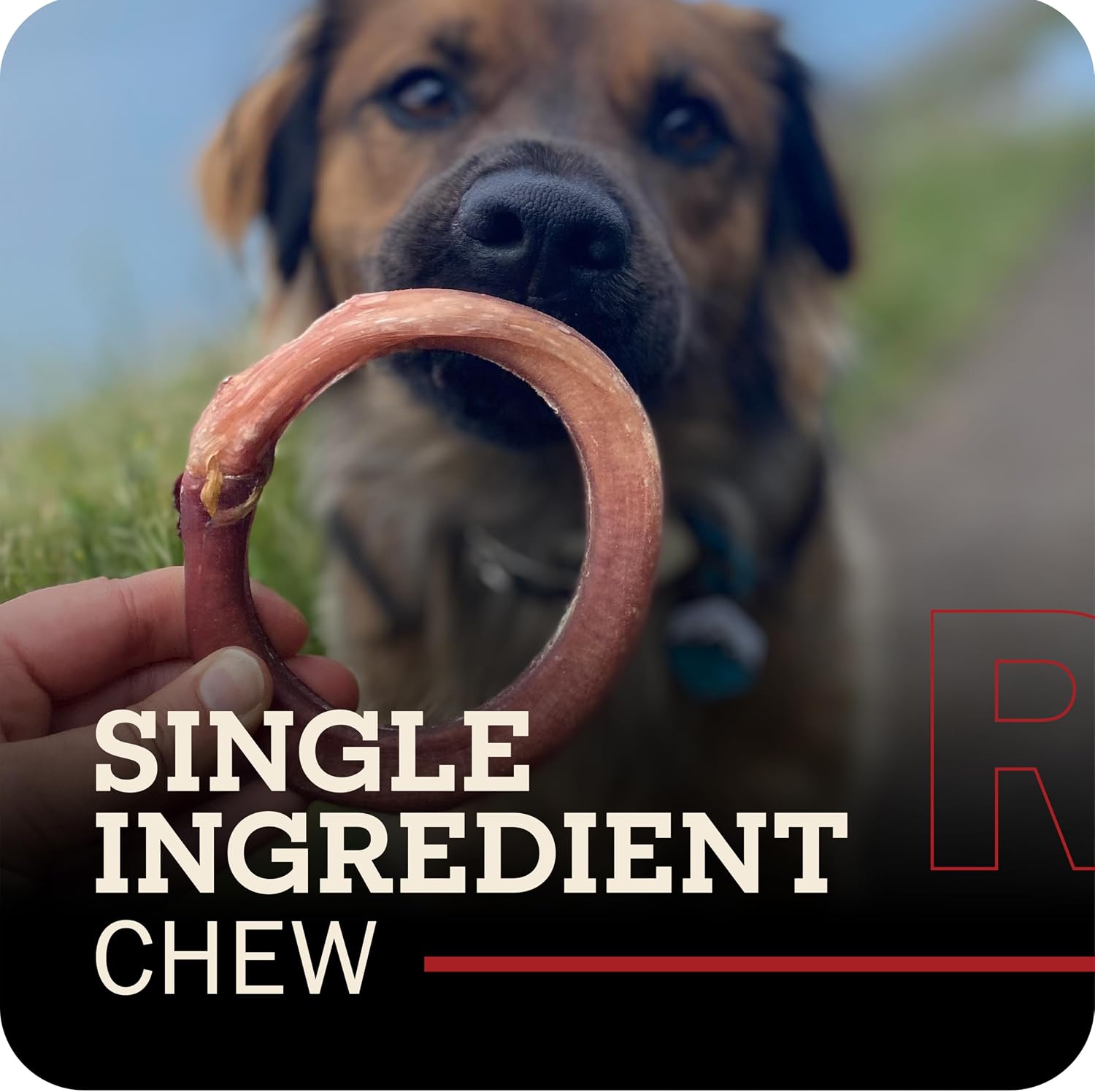 Redbarn natural single ingredient beef pizzle dog chew rings