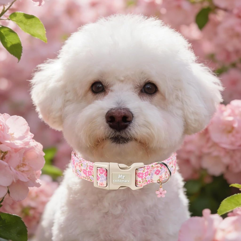 Durable quick release buckle on Mr. Chubbyface dog collar