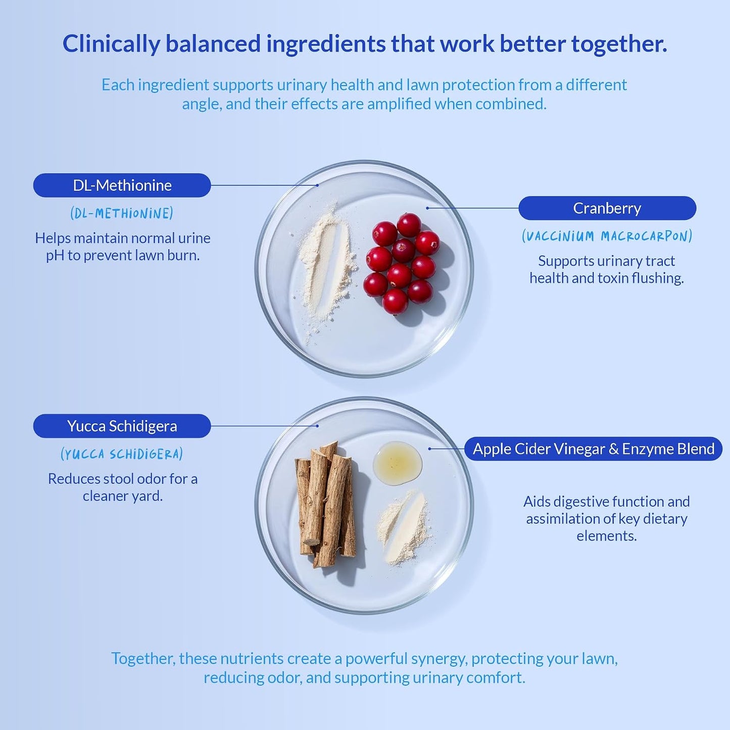 Educational graphic showing how chews support dog digestive health