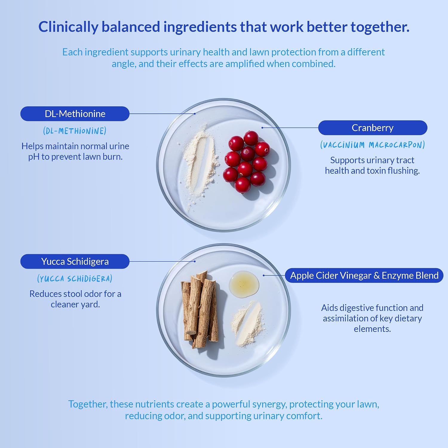 Educational graphic showing how chews support dog digestive health