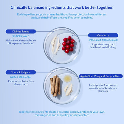 Educational graphic showing how chews support dog digestive health