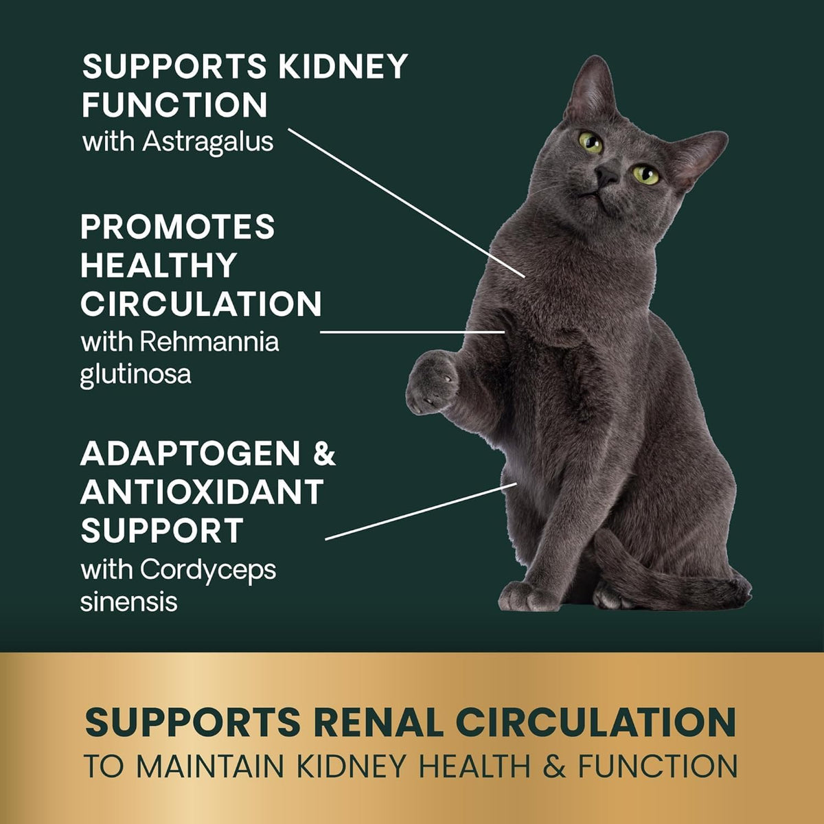 VetriScience renal support bottle next to feeding guide label