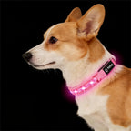 PetIsay pink LED dog collar front view illuminated for night safety