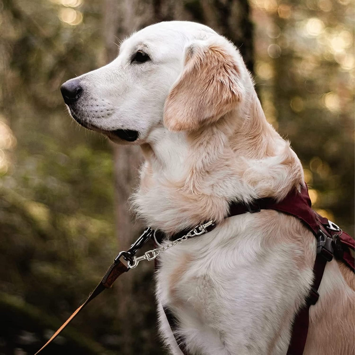Durable rust resistant metal dog collar connector showing scratch resistant premium finish
