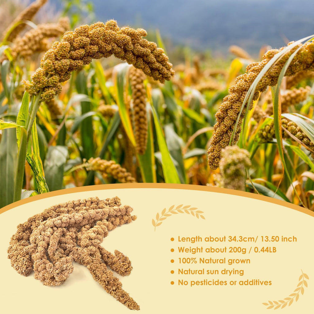 Close up of Katumo natural sun dried millet cluster