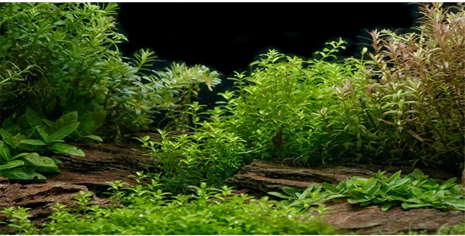 AWERT Aquarium Background River Bed front view inside a fully decorated fish tank layout.