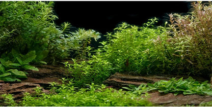 AWERT Aquarium Background River Bed front view inside a fully decorated fish tank layout.