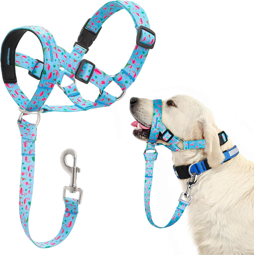 Domiglow no pull dog head collar in blue front view on a large training dog